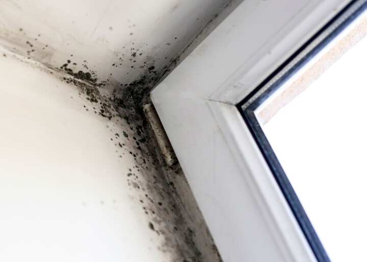 mold testing Colorado Springs