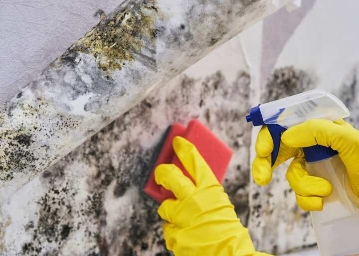 mold testing Colorado Springs