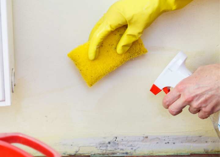 mold testing Colorado Springs